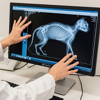 Servicio de diagnóstico por imagen para mascotas en Alcobendas